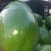 AGUACATE RUSSEL